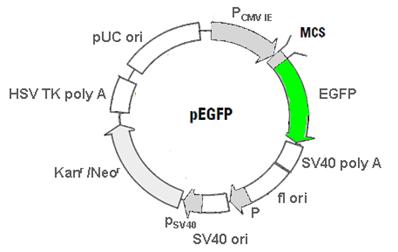 Int J Med Sci Image