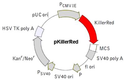 Int J Med Sci Image