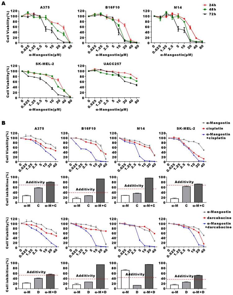 α Mangostin Suppresses Melanoma Growth Migration and Invasion and