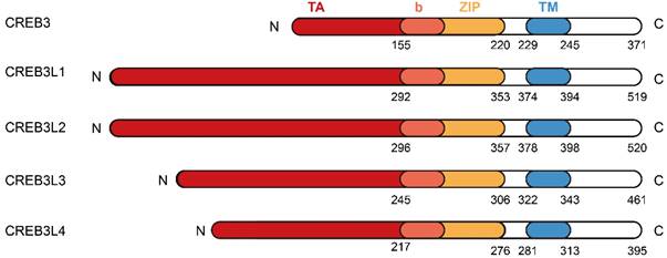 The Regulatory Network Of Creb L And Its Roles In Physiological And