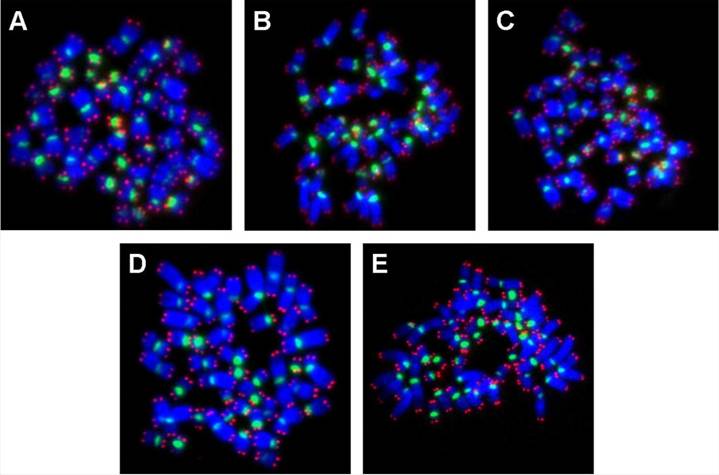 Int J Med Sci Image