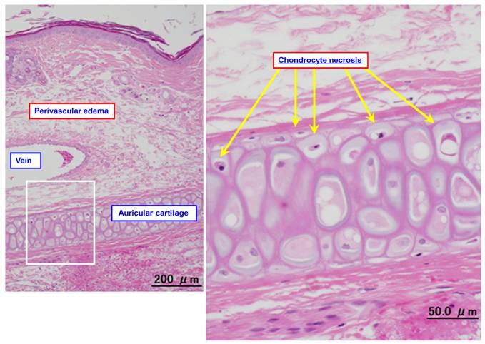 Int J Med Sci Image