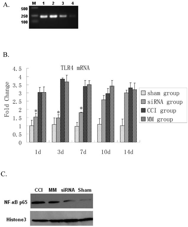 Int J Med Sci Image