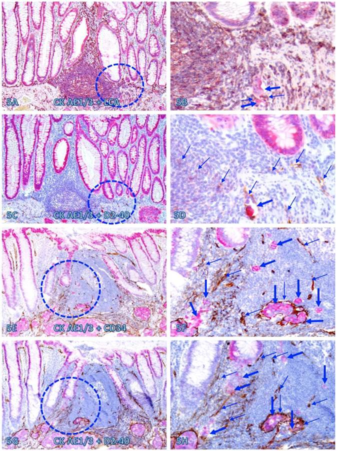 Int J Med Sci Image