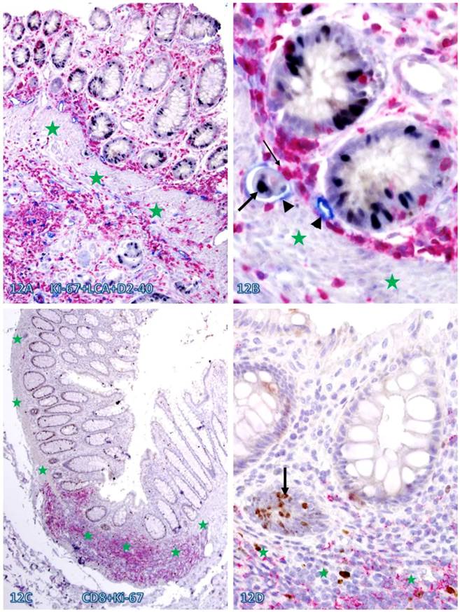 Int J Med Sci Image