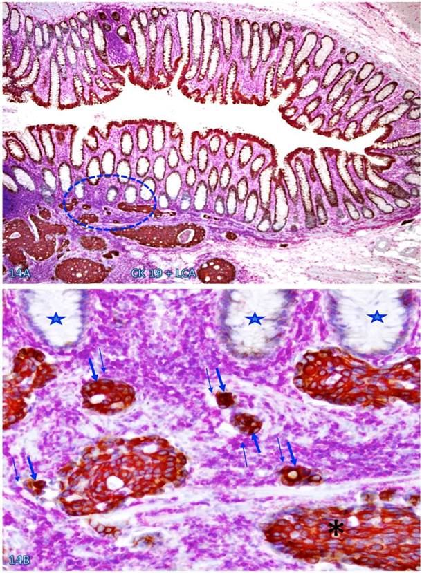 Int J Med Sci Image