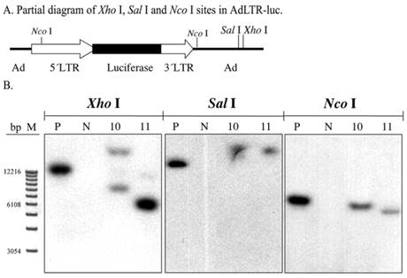 Int J Med Sci Image