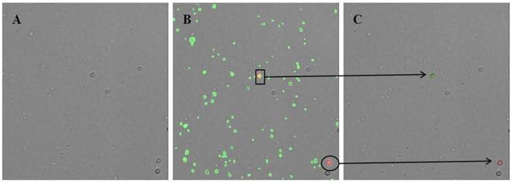 Int J Med Sci Image