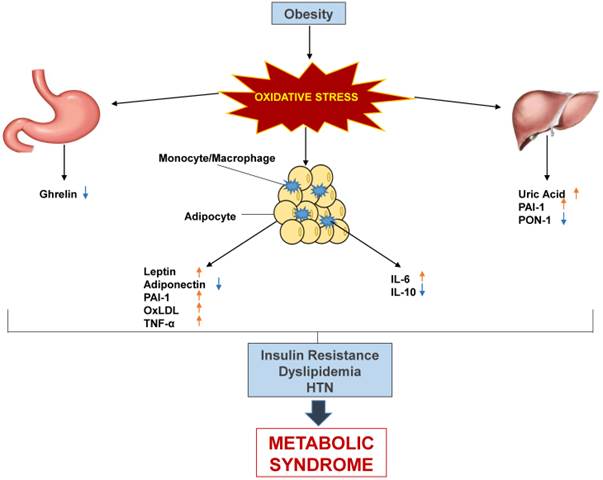 Systematic Review of Metabolic Syndrome Biomarkers: A Panel for Early ...