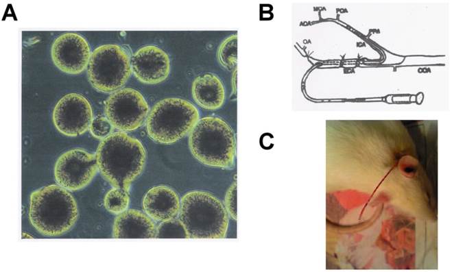 Int J Med Sci Image