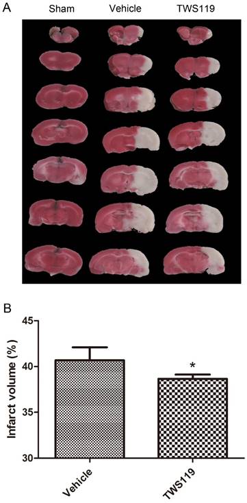 Int J Med Sci Image