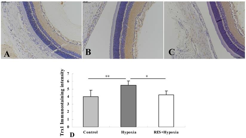 Int J Med Sci Image