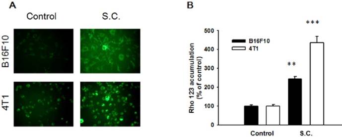 Int J Med Sci Image