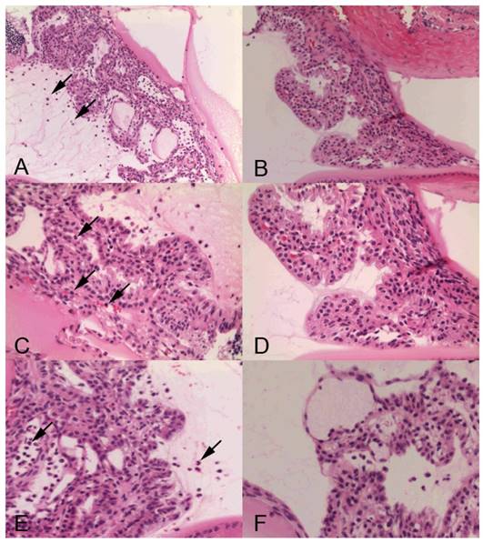 Int J Med Sci Image