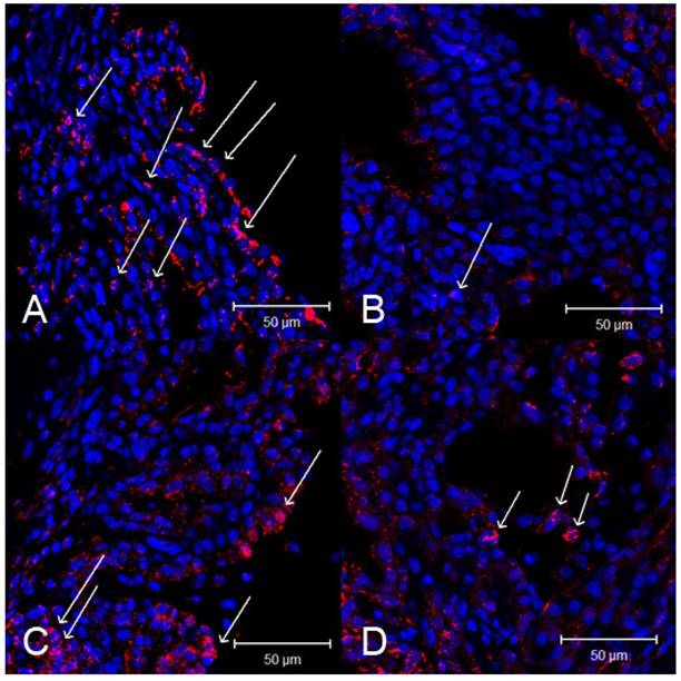 Int J Med Sci Image