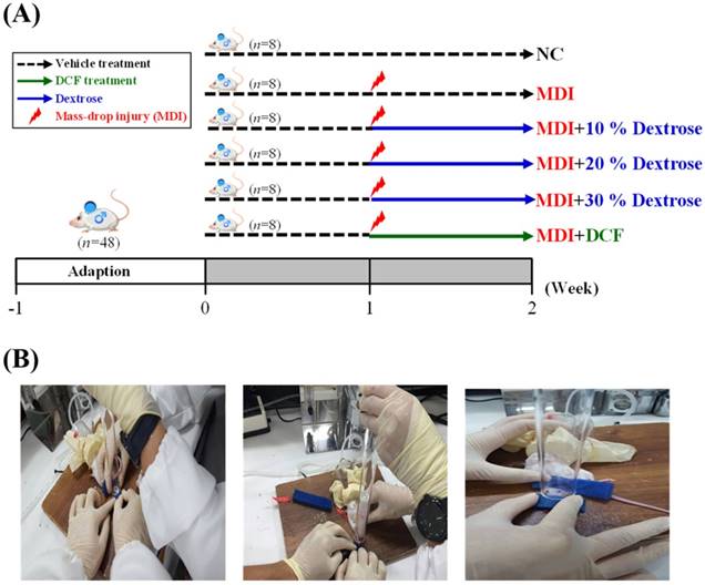 Int J Med Sci Image