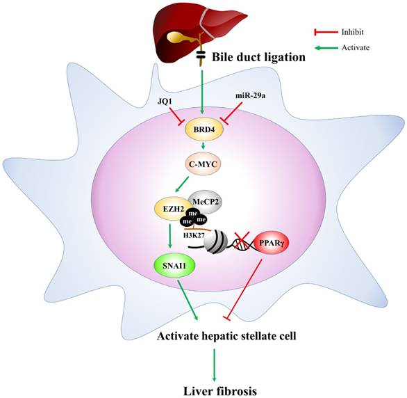 Int J Med Sci Image