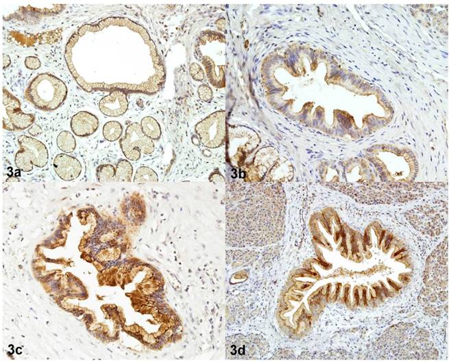Int J Med Sci Image