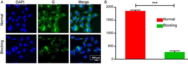 Int J Med Sci Image