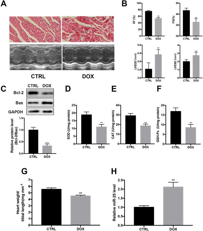 Int J Med Sci Image