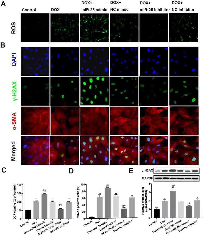 Int J Med Sci Image