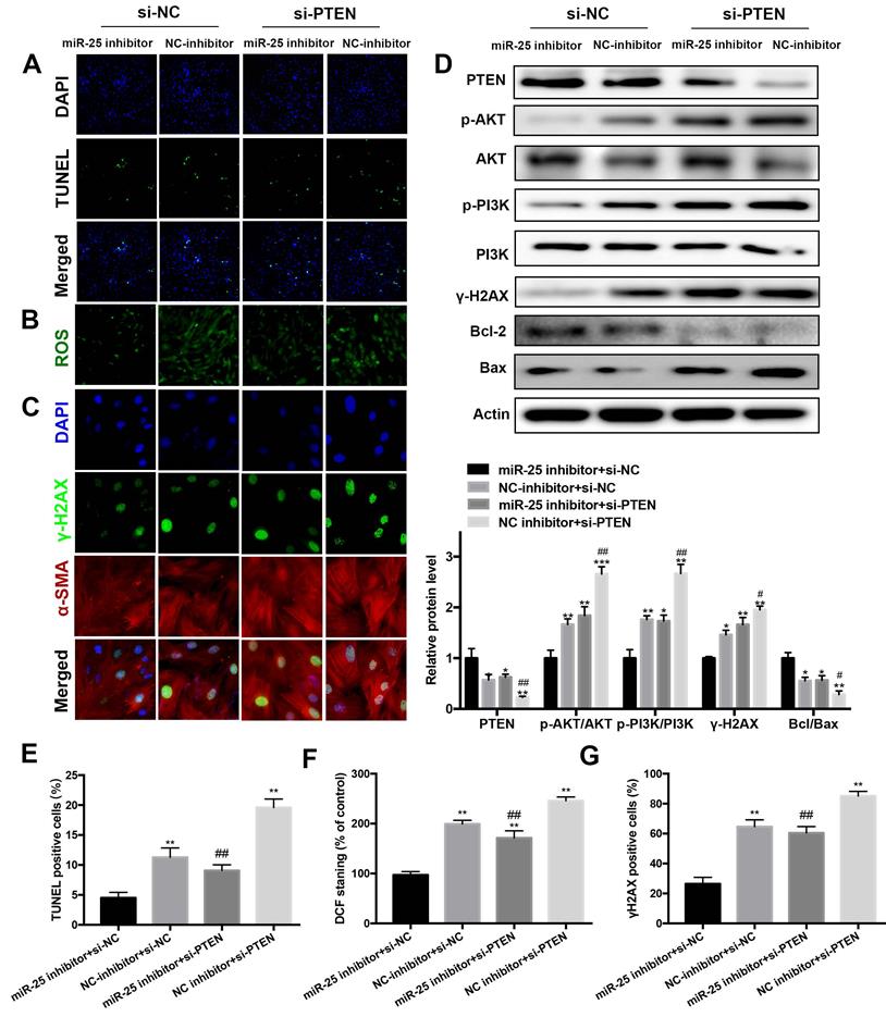 Int J Med Sci Image