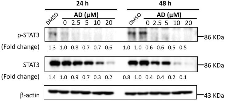 MC0704 is a STAT3 Inhibitor for Triple-negative Breast Cancer Research