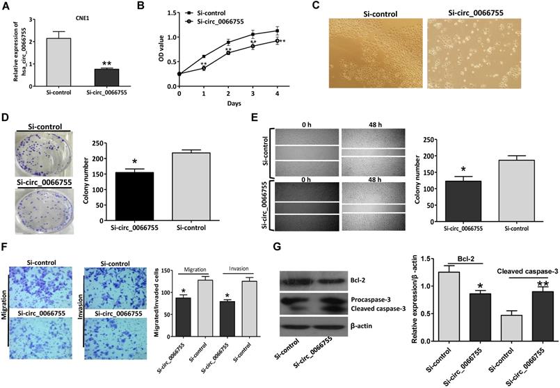 Int J Med Sci Image