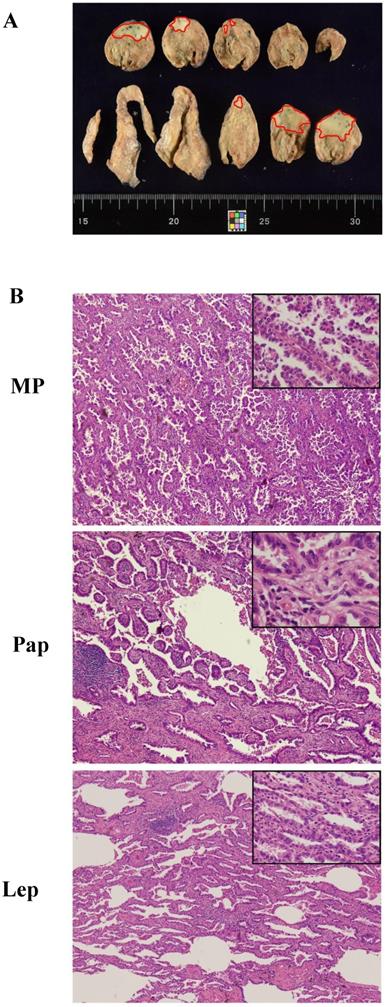 Int J Med Sci Image