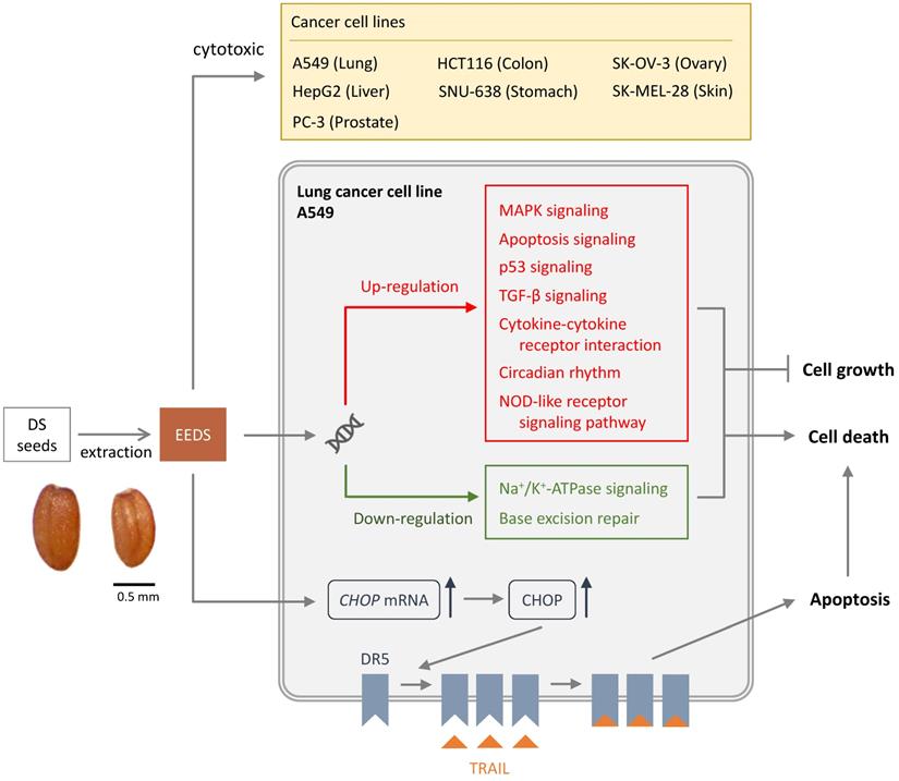 Int J Med Sci Image