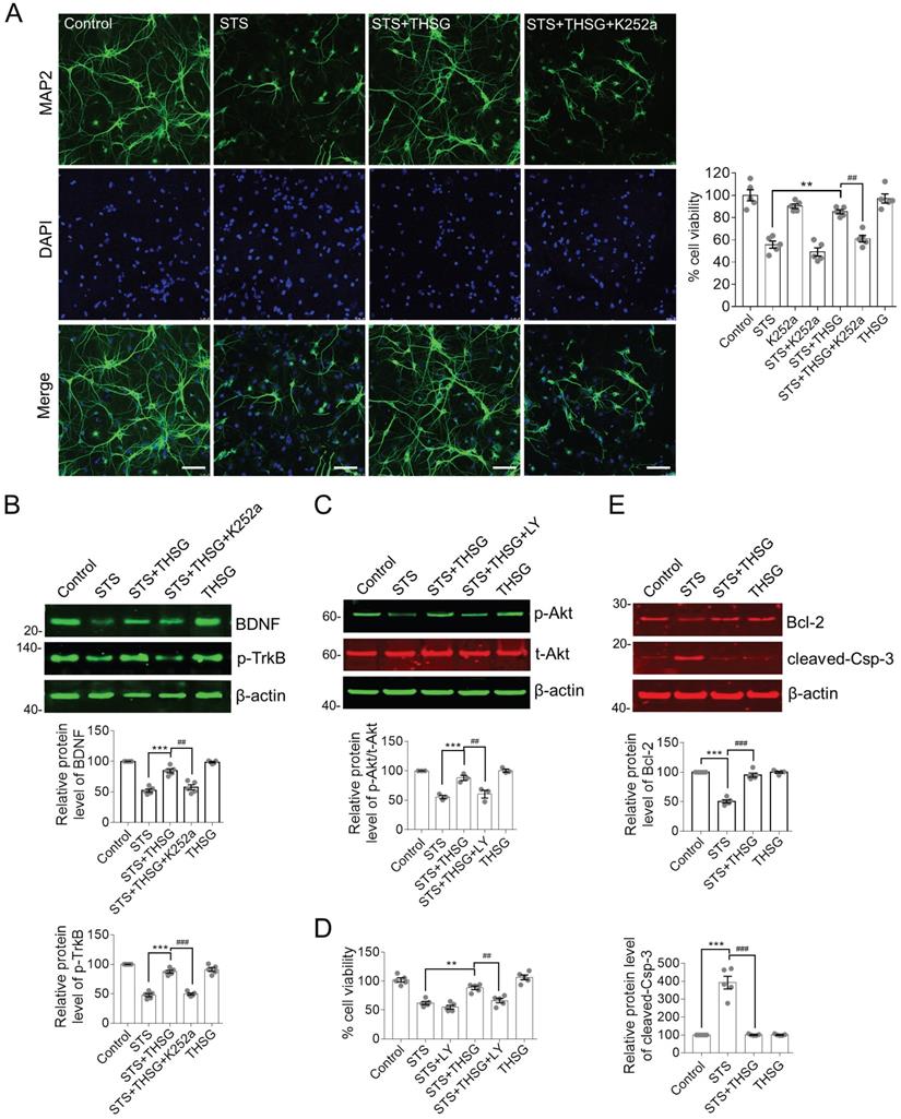 Int J Med Sci Image