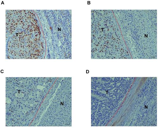 Int J Med Sci Image