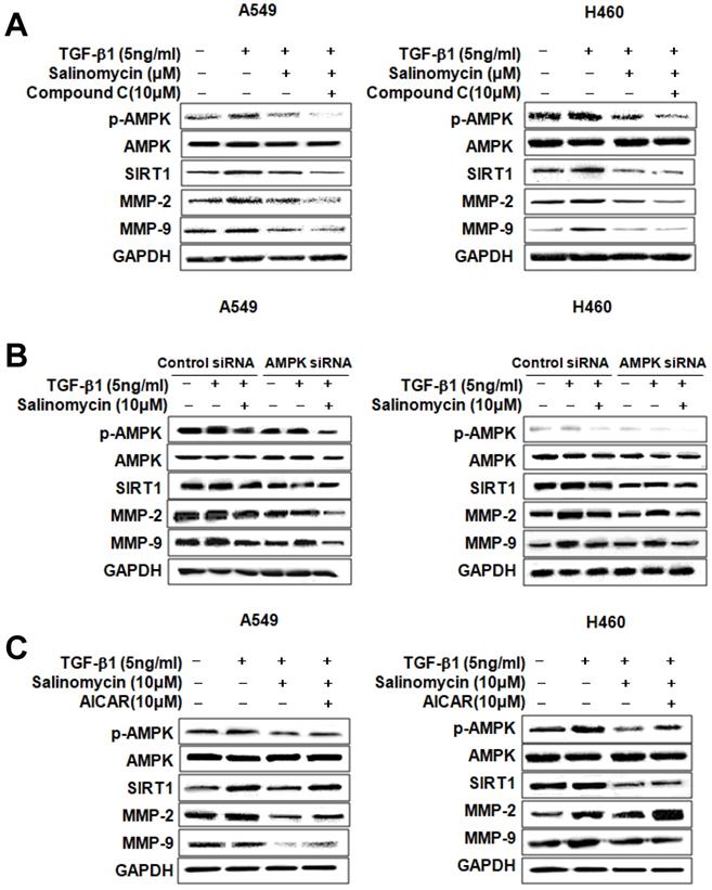 Int J Med Sci Image