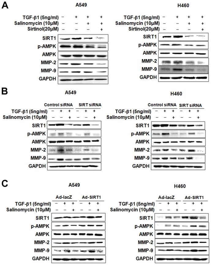 Int J Med Sci Image