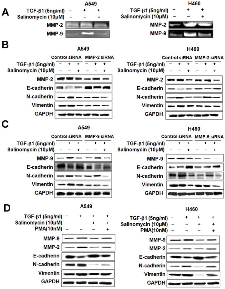 Int J Med Sci Image