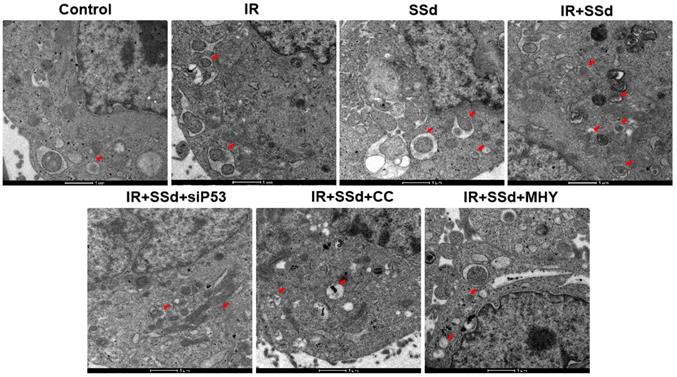 Int J Med Sci Image