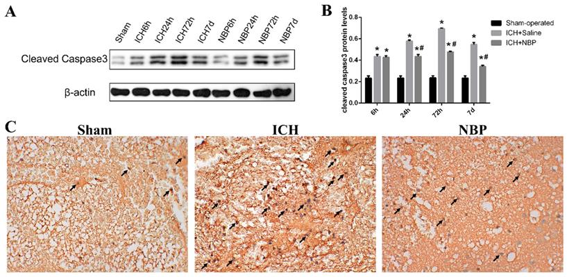 Int J Med Sci Image