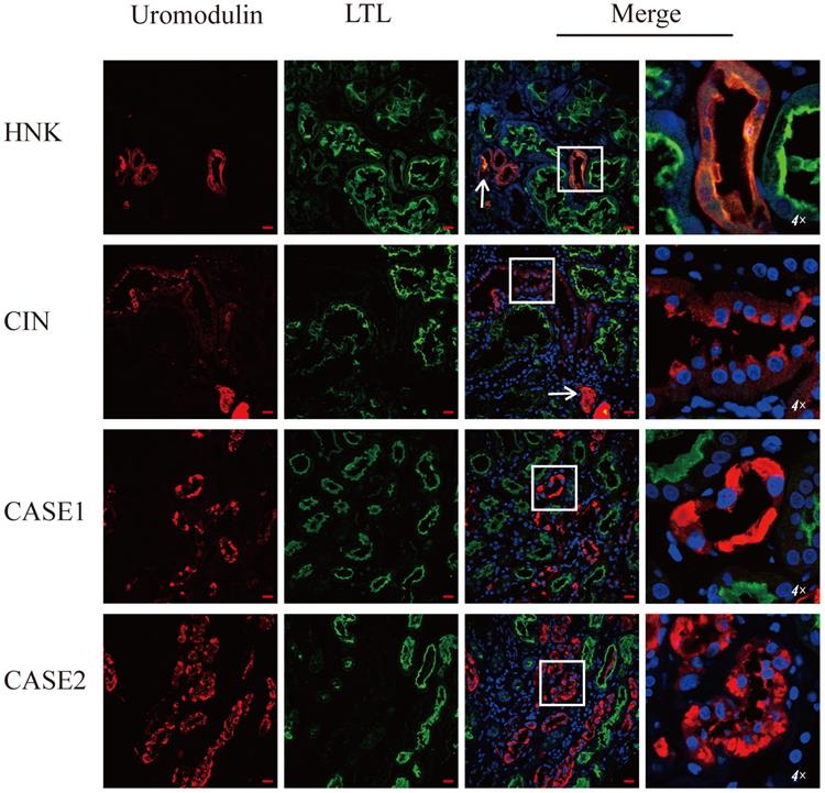 Int J Med Sci Image