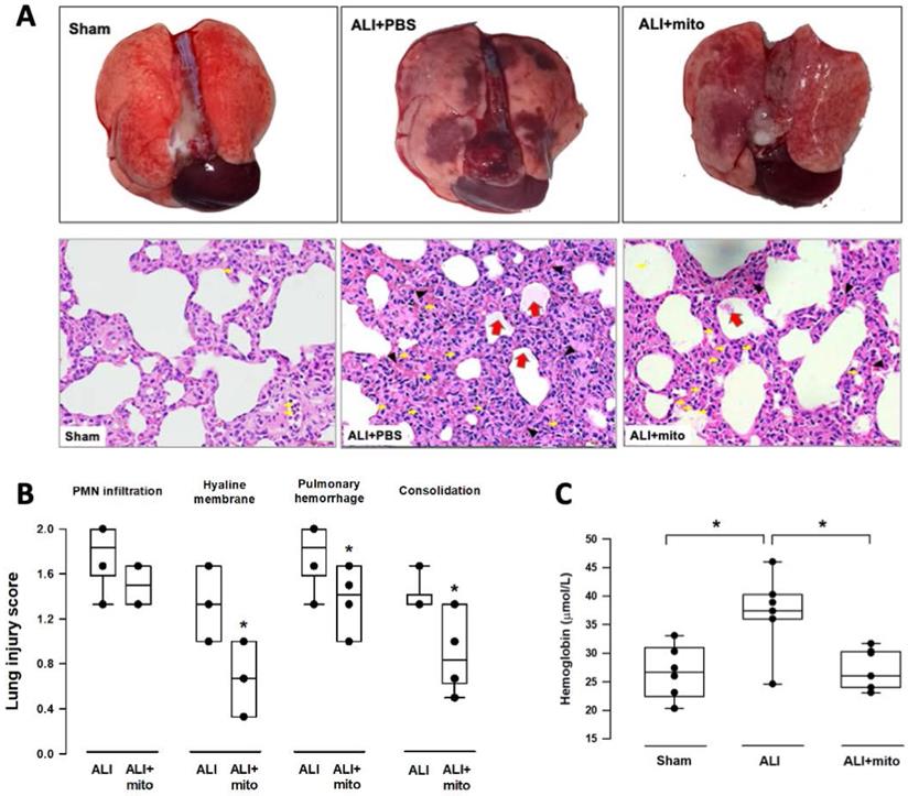 Int J Med Sci Image