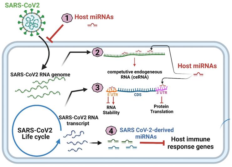 Int J Med Sci Image