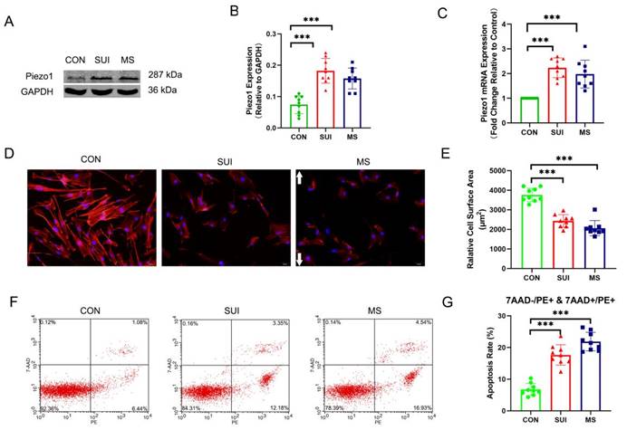 Int J Med Sci Image