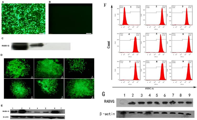 Immunogenicity and Antigenicity of the Ectodomain of Rabies Virus Glycoprotein Stably Expressed