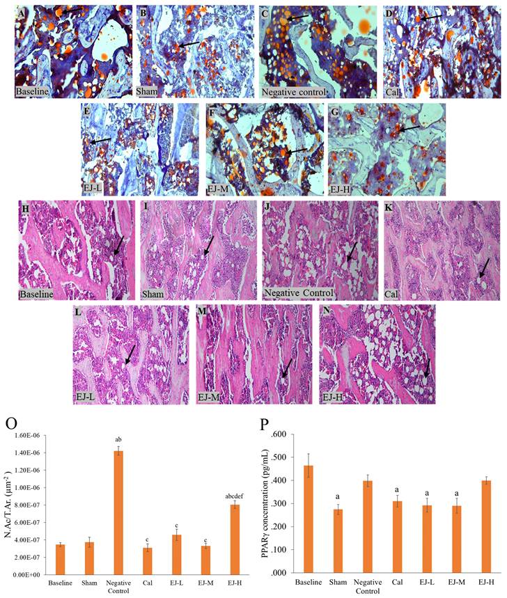 Int J Med Sci Image