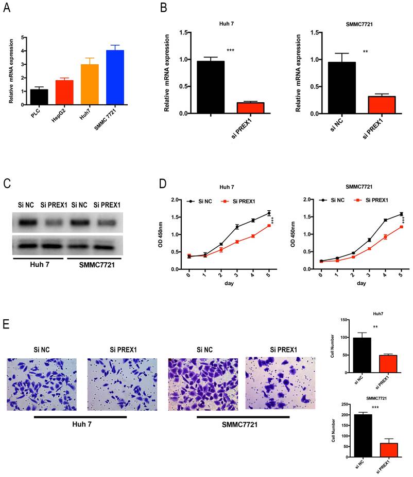 Int J Med Sci Image
