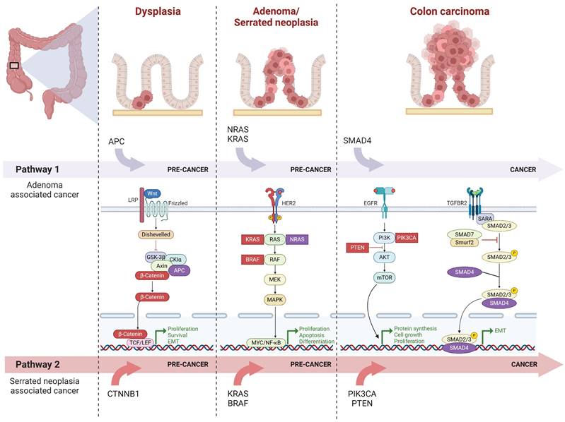 Int J Med Sci Image