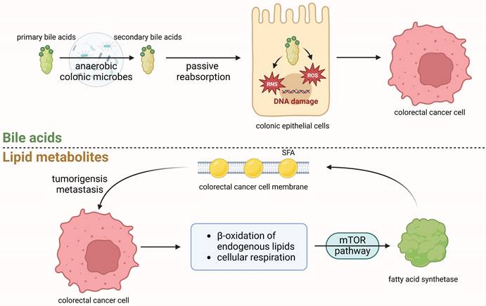 Int J Med Sci Image