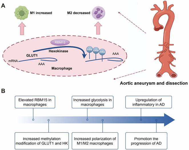 Int J Med Sci Image