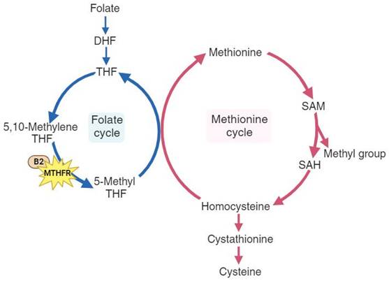 Int J Med Sci Image