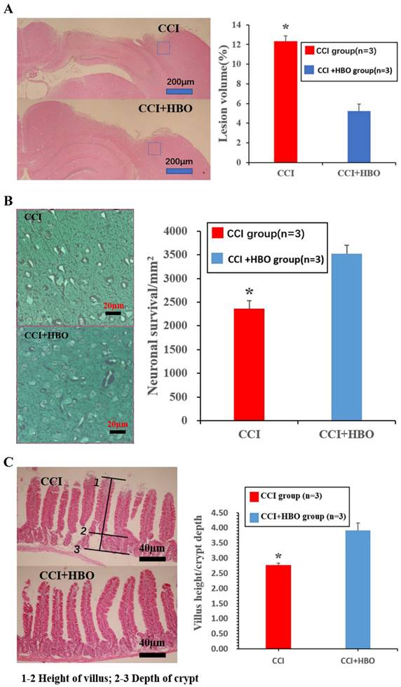 Int J Med Sci Image