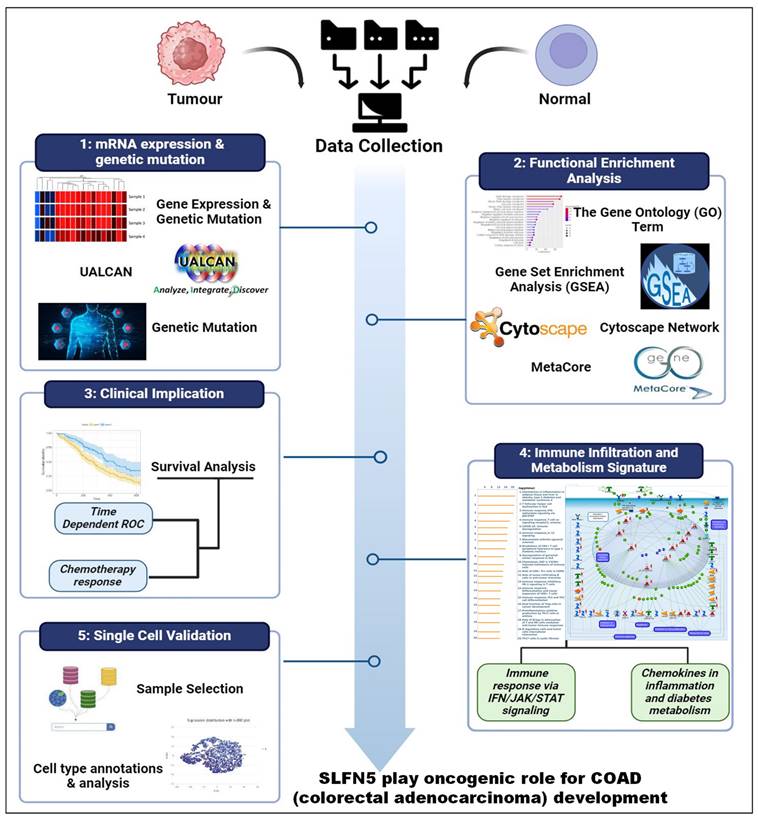 Int J Med Sci Image